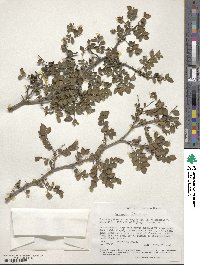 Zanthoxylum fagara image