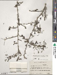 Zanthoxylum fagara image