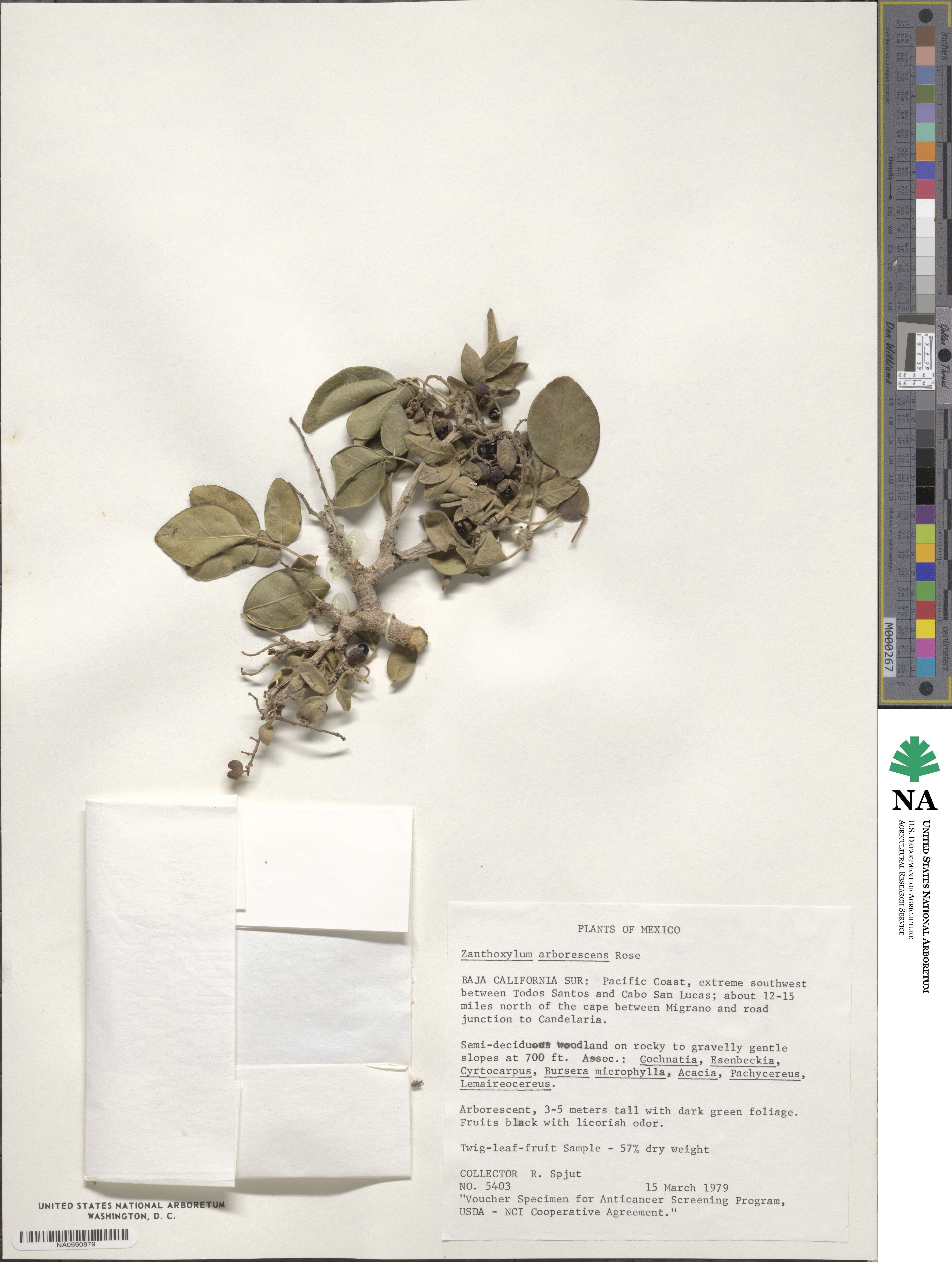 Zanthoxylum arborescens image