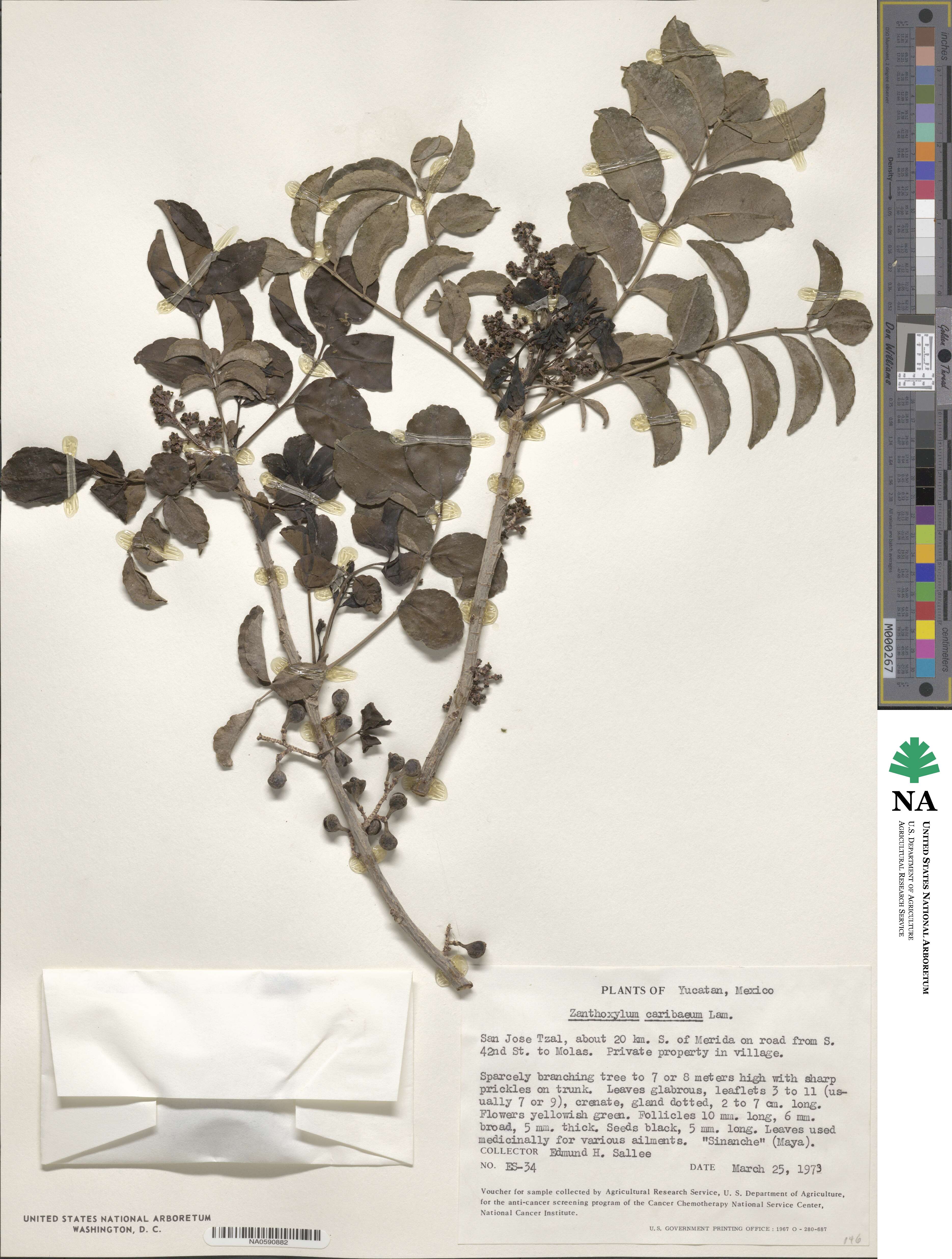 Zanthoxylum caribaeum image