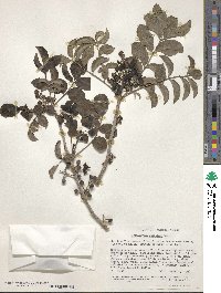 Zanthoxylum caribaeum image