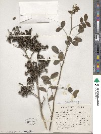 Zanthoxylum fagara image