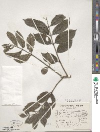 Zanthoxylum caribaeum image