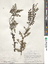 Zanthoxylum fagara image