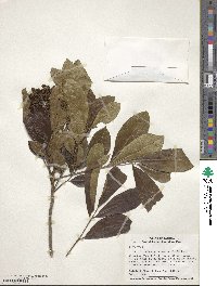 Zanthoxylum panamense image