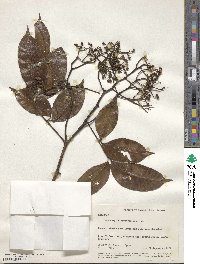 Zanthoxylum acuminatum subsp. juniperinum image