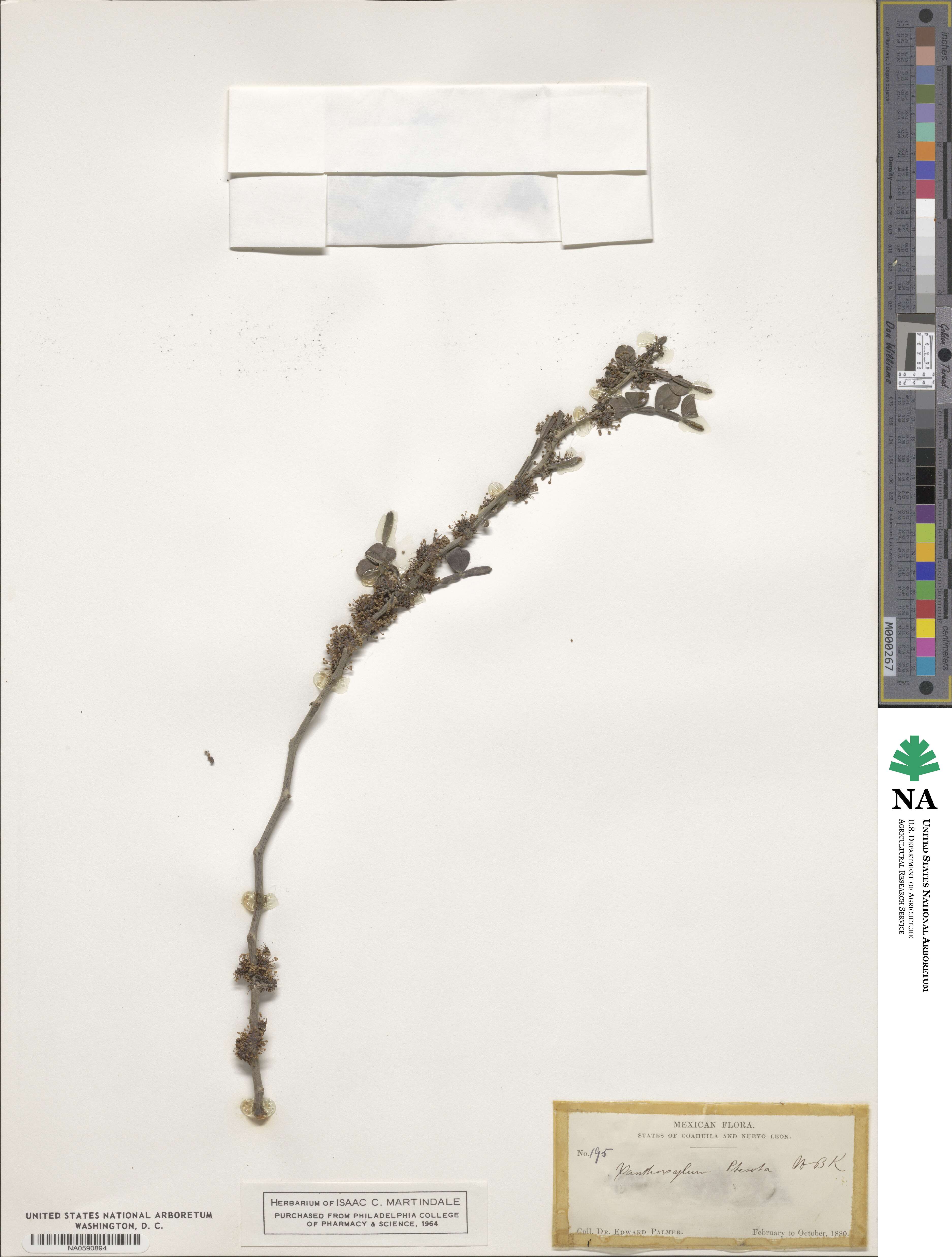 Zanthoxylum fagara subsp. fagara image