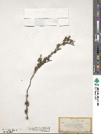 Zanthoxylum fagara image