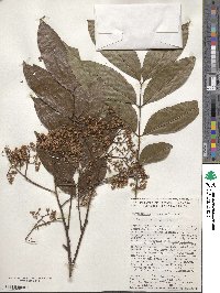 Zanthoxylum acuminatum subsp. juniperinum image