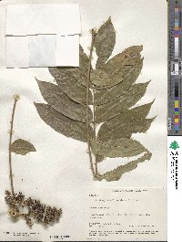 Zanthoxylum setulosum image