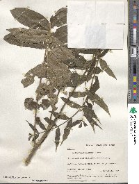 Zanthoxylum setulosum image