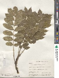 Zanthoxylum setulosum image