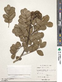 Zanthoxylum spinosum image