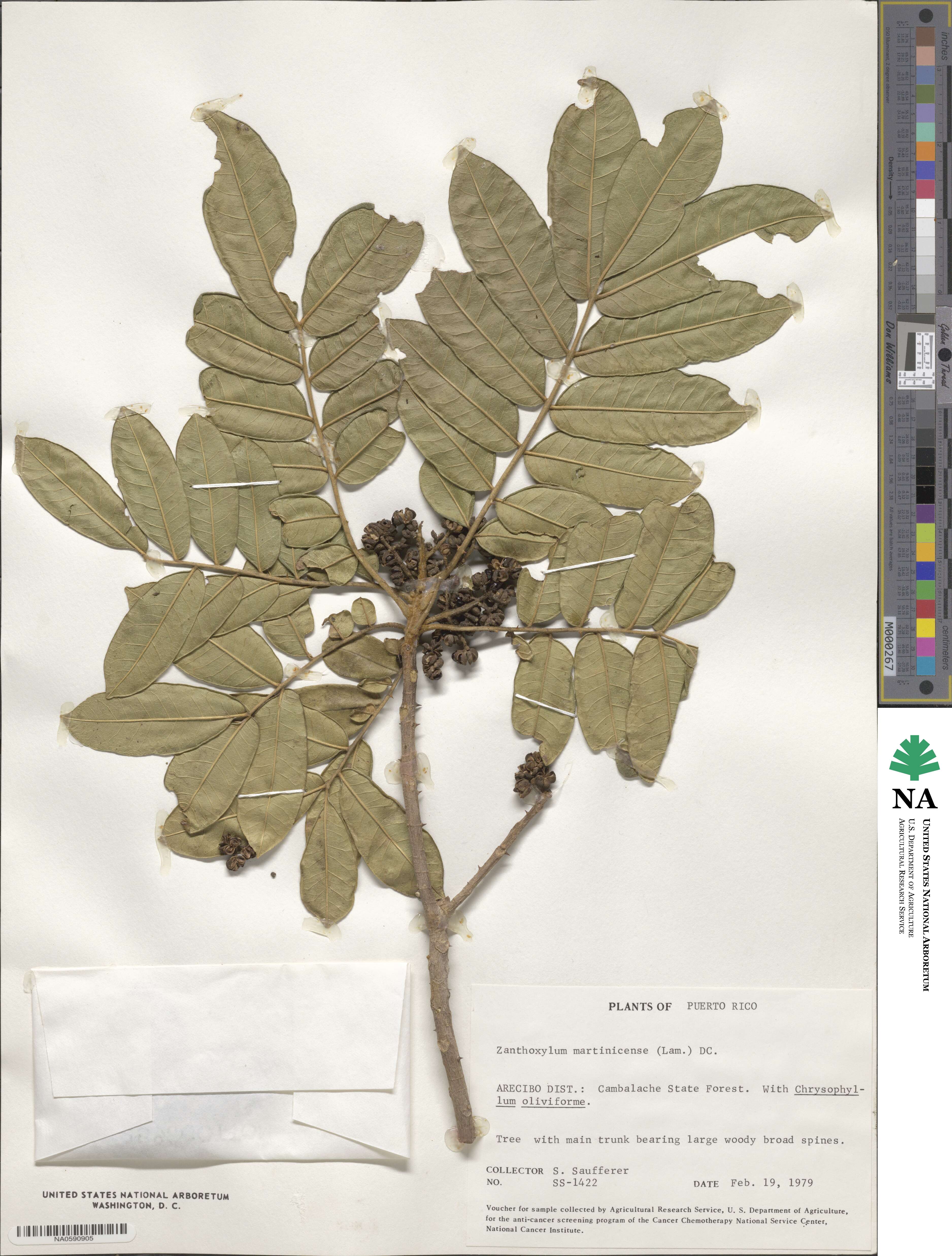 Zanthoxylum martinicense image