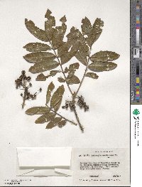 Zanthoxylum martinicense image