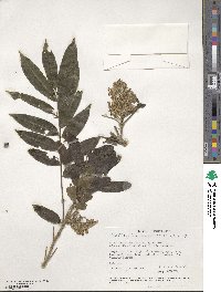 Zanthoxylum martinicense image