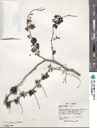 Zanthoxylum fagara image