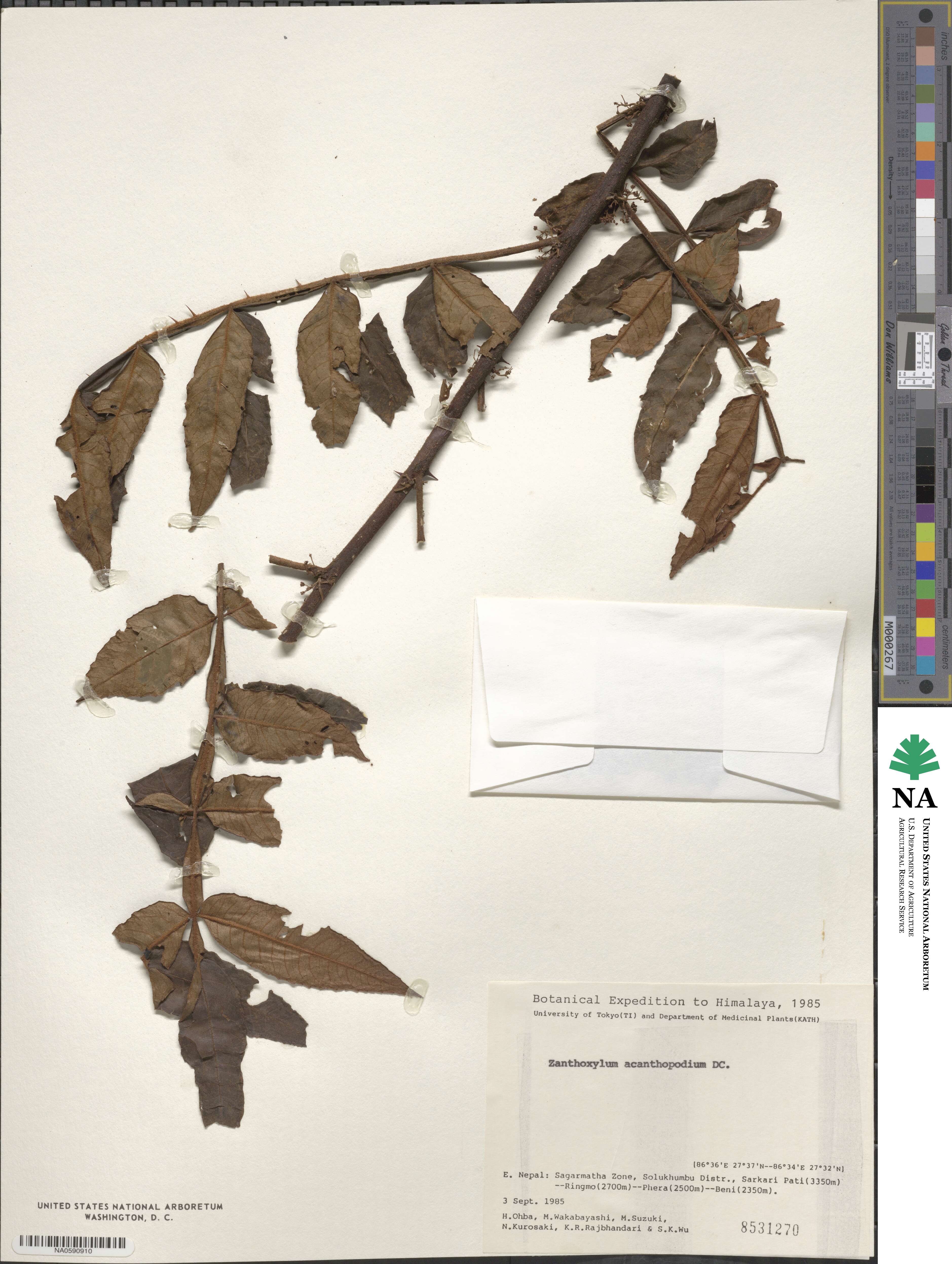 Zanthoxylum acanthopodium image
