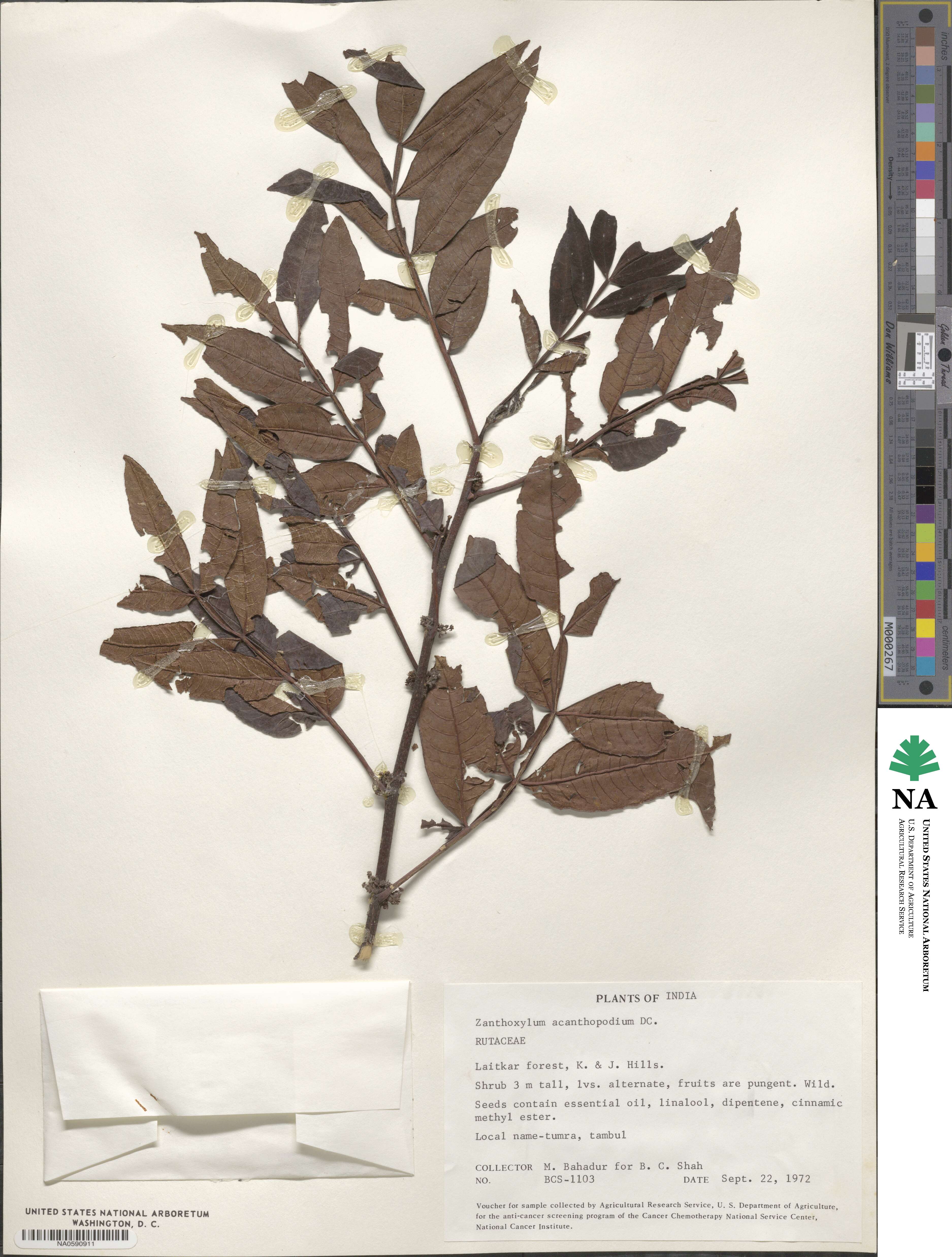 Zanthoxylum acanthopodium image