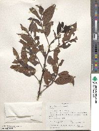 Zanthoxylum acanthopodium image