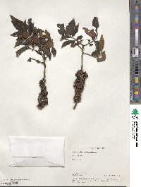 Zanthoxylum acanthopodium image