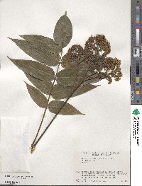 Zanthoxylum ailanthoides image