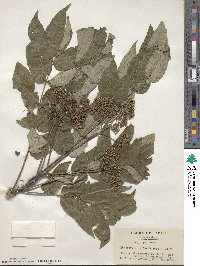 Zanthoxylum ailanthoides image