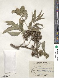 Zanthoxylum ailanthoides image