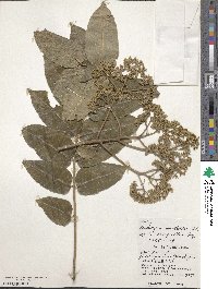 Zanthoxylum ailanthoides image