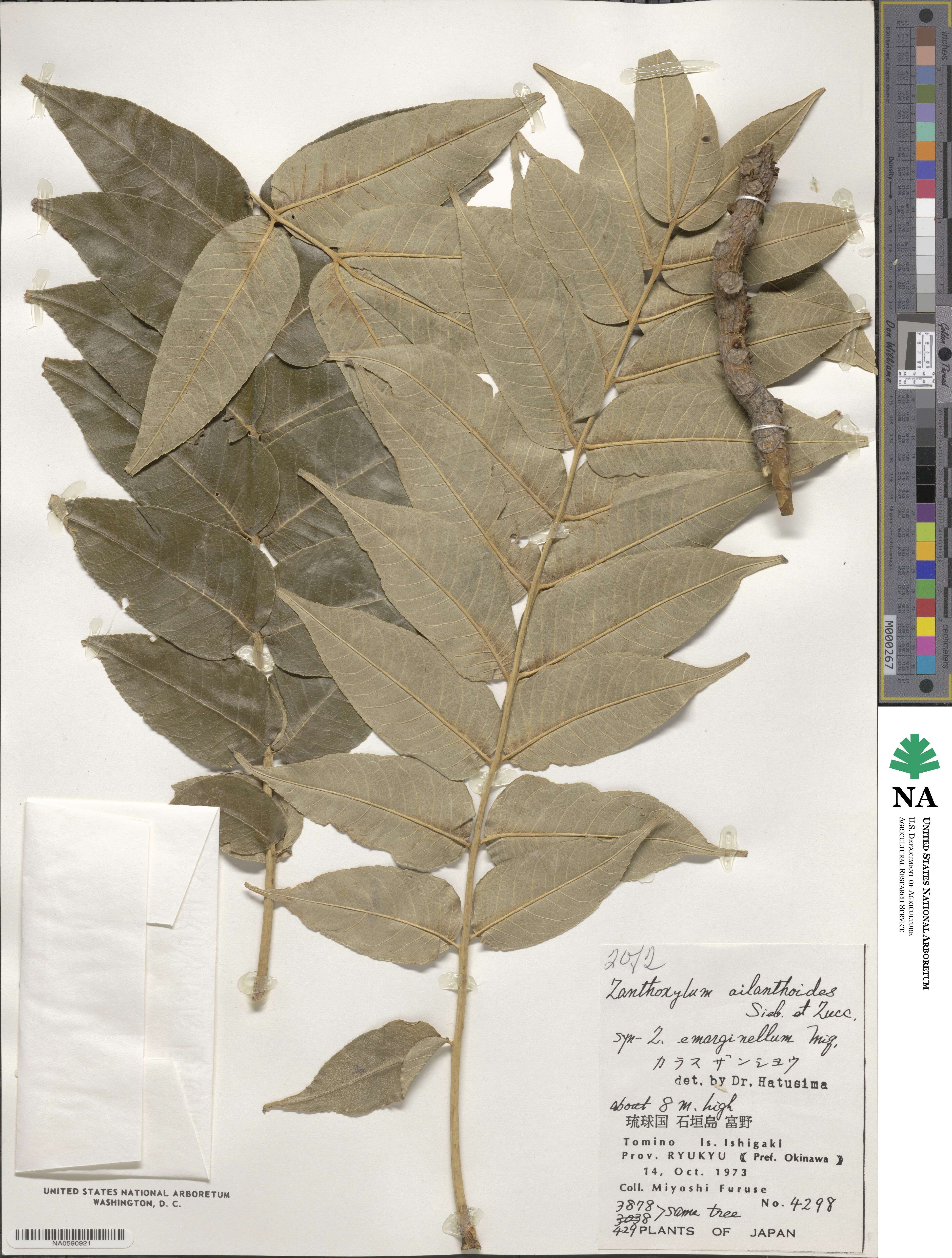 Zanthoxylum ailanthoides image