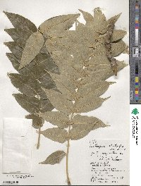 Zanthoxylum ailanthoides image