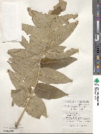 Zanthoxylum ailanthoides image