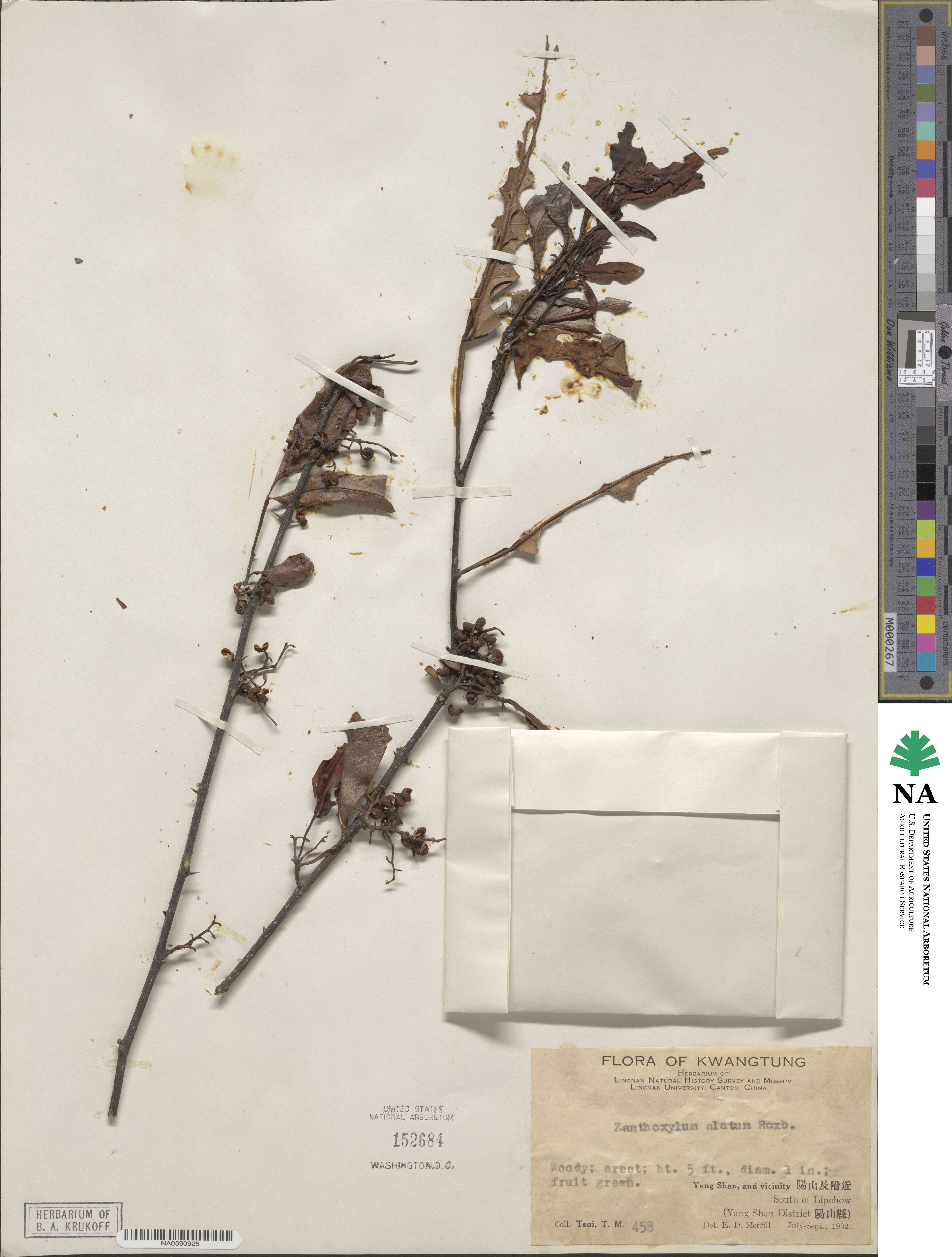 Zanthoxylum alatum image