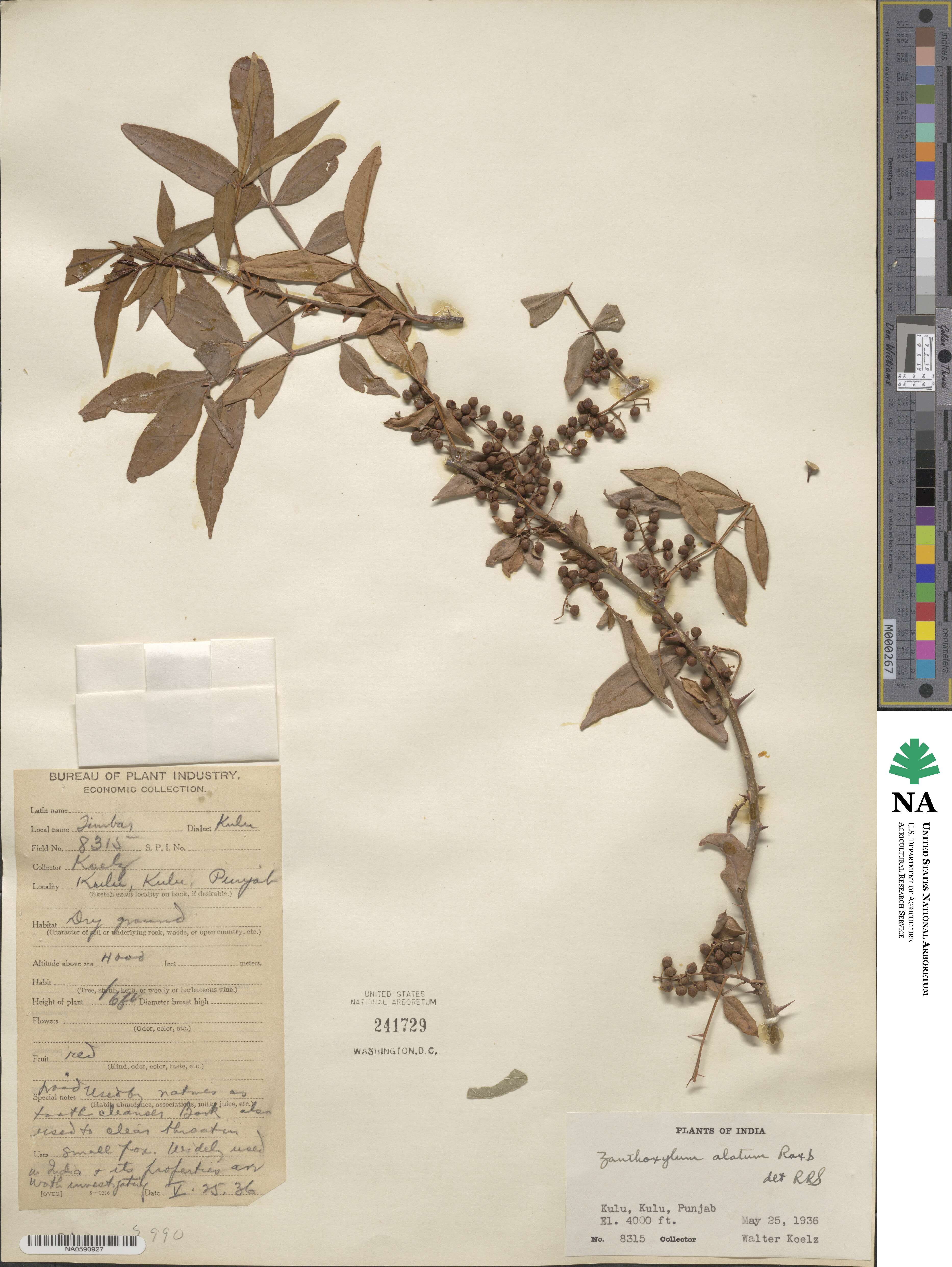 Zanthoxylum alatum image