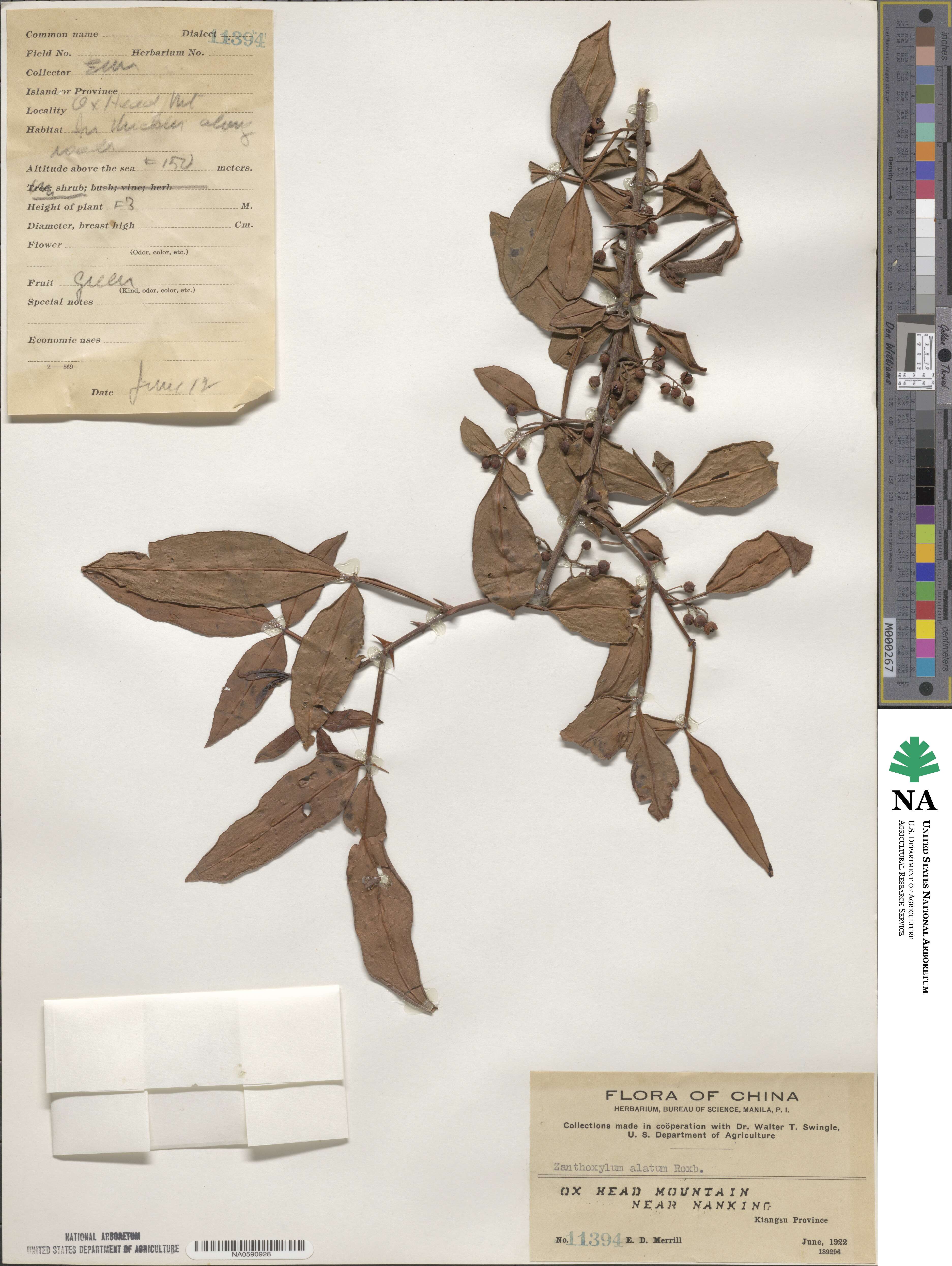 Zanthoxylum alatum image