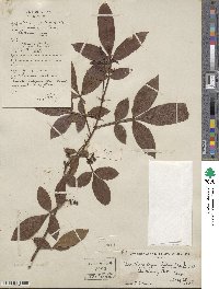 Zanthoxylum armatum image