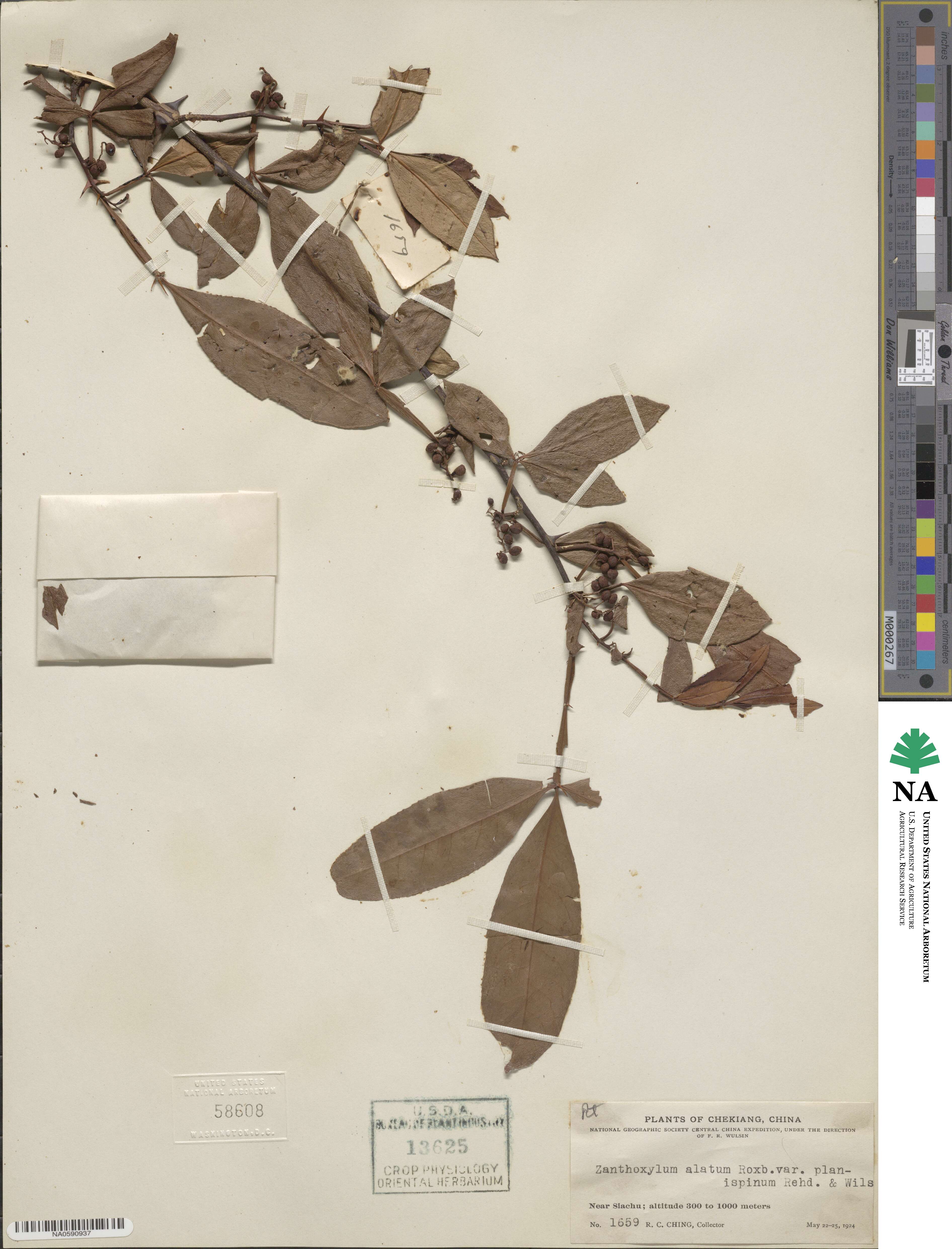 Zanthoxylum armatum image