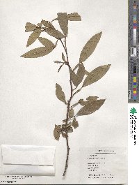 Zanthoxylum armatum image