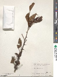 Zanthoxylum armatum image