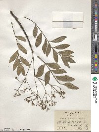 Zanthoxylum avicennae image