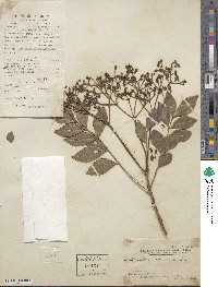 Zanthoxylum avicennae image