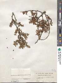 Zanthoxylum beecheyanum image