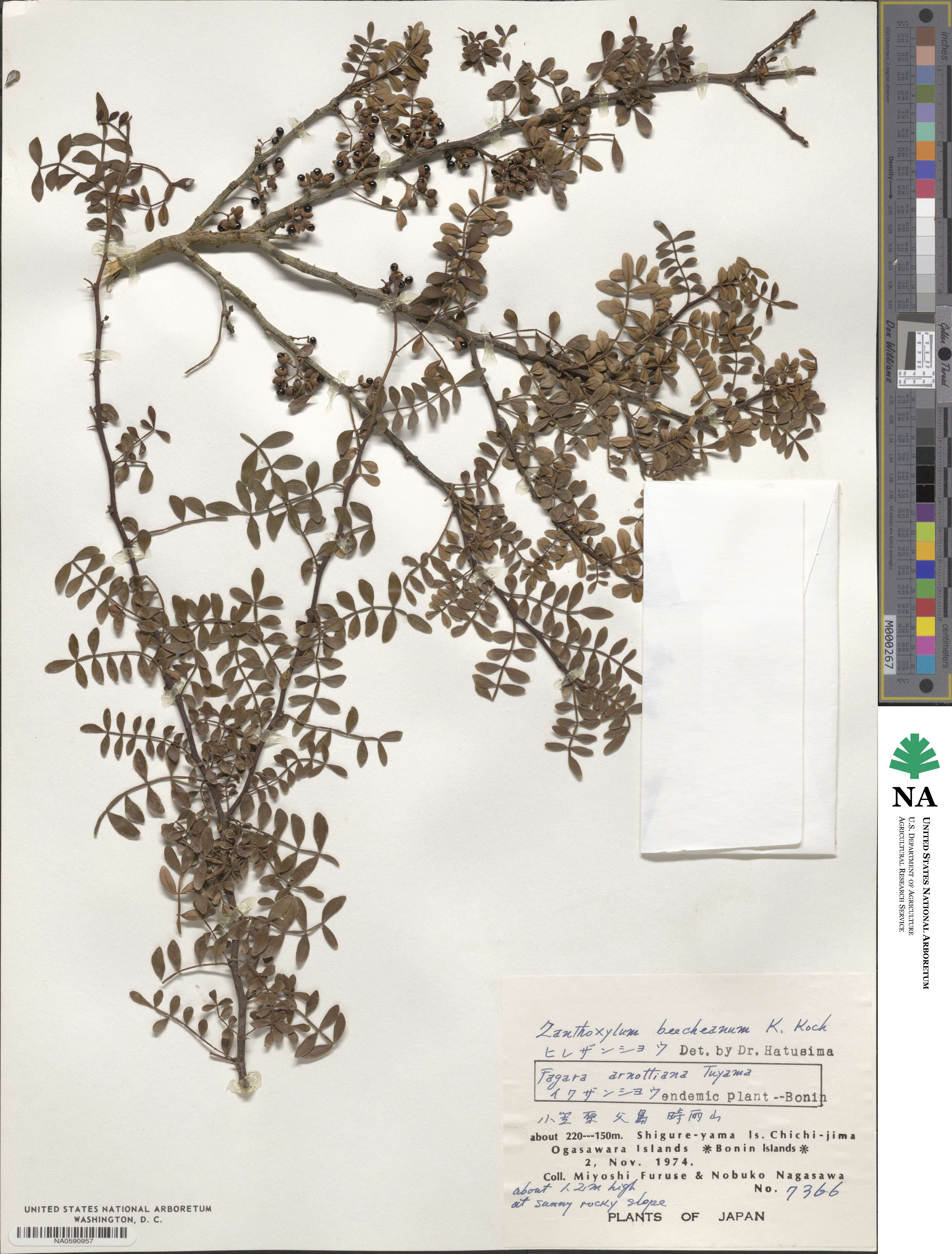 Zanthoxylum beecheyanum image