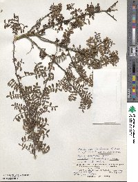 Zanthoxylum beecheyanum image