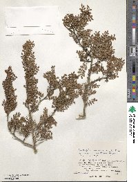 Zanthoxylum beecheyanum image