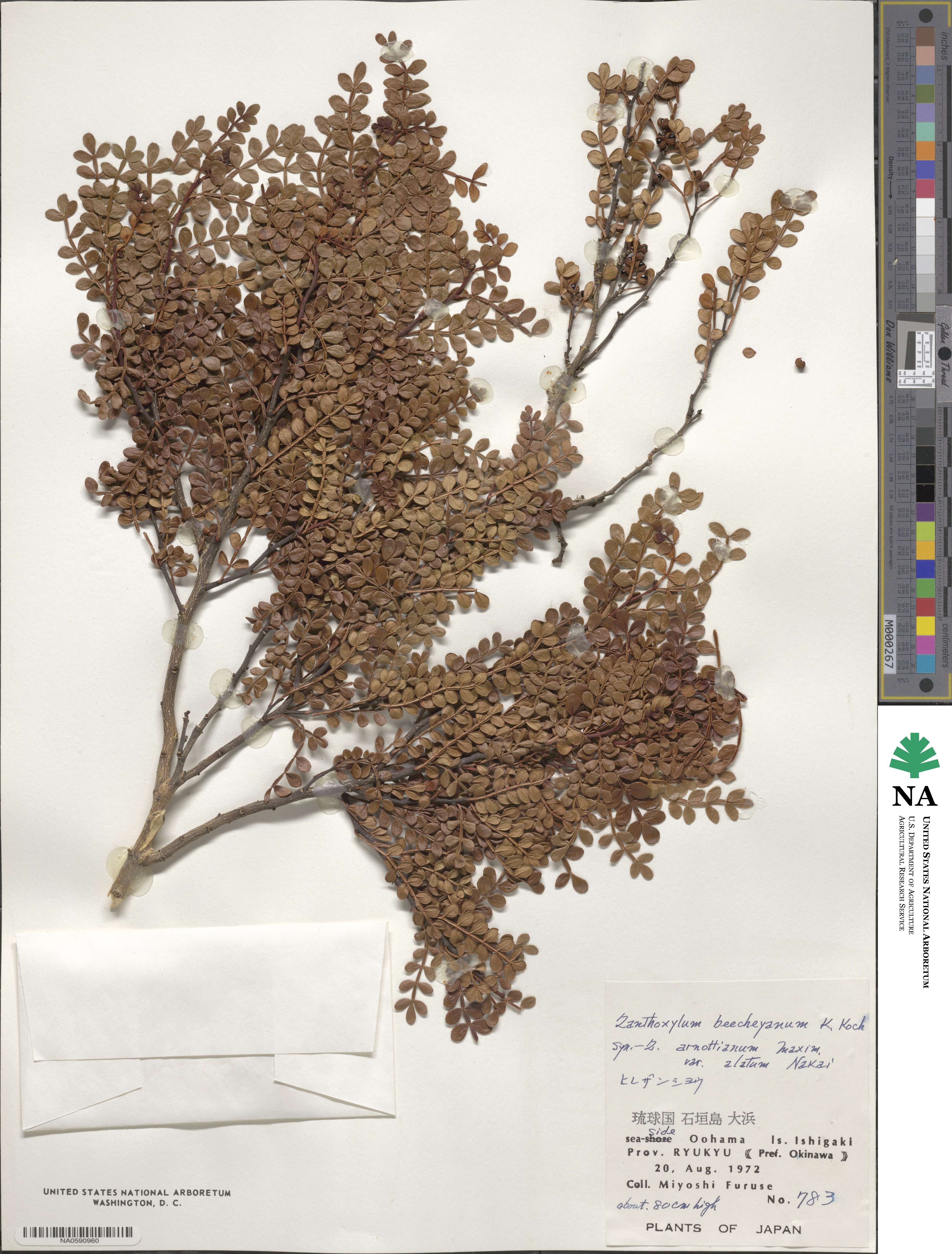 Zanthoxylum beecheyanum image