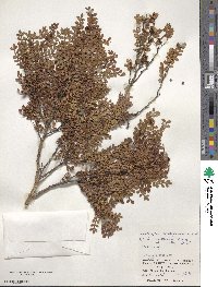 Zanthoxylum beecheyanum image