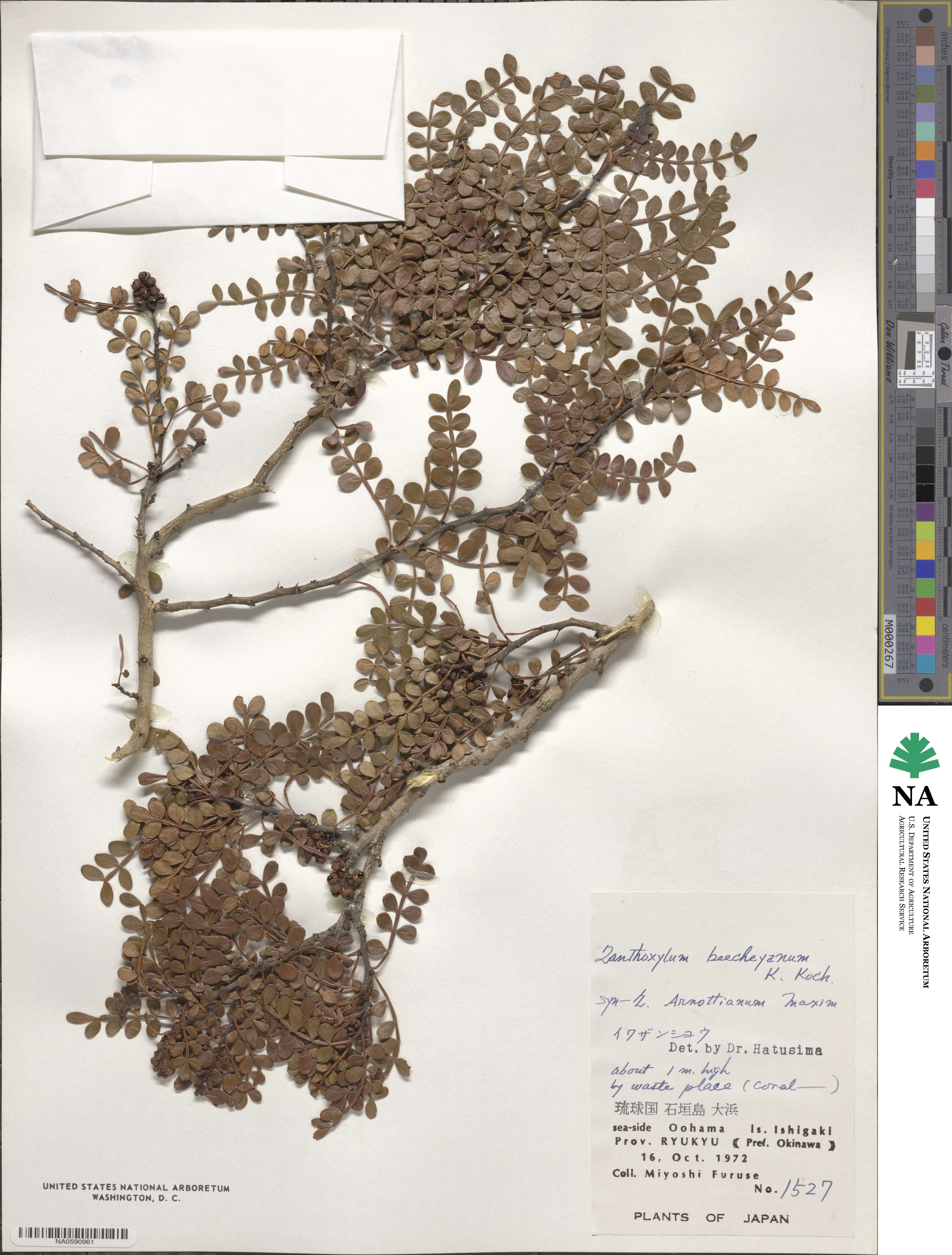 Zanthoxylum beecheyanum image
