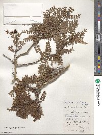 Zanthoxylum beecheyanum image