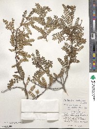 Zanthoxylum beecheyanum image